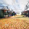 Công nhân ươm cây giống tại vườn ươm của một doanh nghiệp ở Bắc Ninh. (Ảnh: Danh Lam/TTXVN)