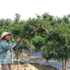 Người dân chăm sóc vườn quất để chuẩn bị cung ứng cho thị trường Tết. (Ảnh: Khiếu Tư/TTXVN)