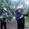 Người dân xã Tân Hưng (tỉnh Hưng Yên) cắt tỉa quả non cho vườn nhãn đặc sản ở thời điểm chuẩn bị vào nước 1, chuẩn bị các điều kiện tốt nhất cho vụ thu hoạch. (Ảnh: Đinh Văn Nhiều/TTXVN)