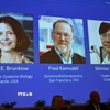 Chân dung các nhà khoa học đoạt giải Nobel Y Sinh năm 2025 (từ trái sang): Mary E Brunkow, Fred Ramsdell và Shimon Sakaguchi. (Ảnh: Reuters/TTXVN)
