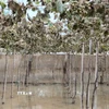 Nhiều vườn nho ở xã Ninh Phước (Khánh Hòa) đối diện nguy cơ mất trắng sau mưa lũ. (Ảnh: Nguyễn Thành/TTXVN)
