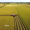 Thu hoạch diện tích thí điểm thực hiện Đề án sản xuất lúa chất lượng cao, phát thải thấp. (Ảnh: Nhựt An/TTXVN)