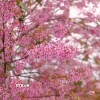 Hoa mai anh đào Đà Lạt. (Ảnh: Nguyễn Dũng/TTXVN)