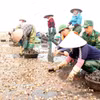 Thực tế khảo sát cho thấy tỷ lệ ngao chết trên 80% tập trung ở các các bãi triều cao và những khu vực thả nuôi với mật độ quá dày. (Ảnh: Nguyễn Công Hải/TTXVN)