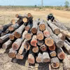 Số gỗ, củi được cắt khúc, xếp đống tại khu vực rừng giáp ranh giữa xã Ia Lâu và xã Ia Le, tỉnh Gia Lai. (Ảnh: Hoài Nam/TTXVN)