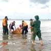 Lực lượng Đồn Biên phòng Tân Thành cùng người dân đưa thi thể du khách bị đuối nước tại khu vực biển Kê Gà (Lâm Đồng) lên bờ. (Ảnh: TTXVN phát)