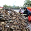 Tôm hùm nuôi được khoảng 12 tháng đang trong giai đoạn chuẩn bị thu hoạch bị chết hàng loạt do nước lũ. (Ảnh: Phạm Kha/TTXVN)