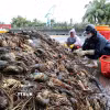 Tôm hùm nuôi được khoảng 12 tháng đang trong giai đoạn chuẩn bị thu hoạch bị chết hàng loạt do nước lũ. (Ảnh: Phạm Kha/TTXVN)