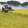 Thu hoạch lúa gạo. (Ảnh: Hồng Đạt/TTXVN)