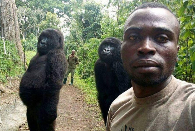 Mathieu Shamavu selfie với 2 con khỉ đột. (Nguồn: sky.com)