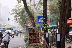 Một đèn tín hiệu giao thông bị cây xanh che khuất tầm nhìn. (Ảnh: PV/Vietnam+)