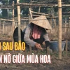 Làng nghề Tây Tựu sau bão: Niềm tin vẫn nở giữa mùa hoa