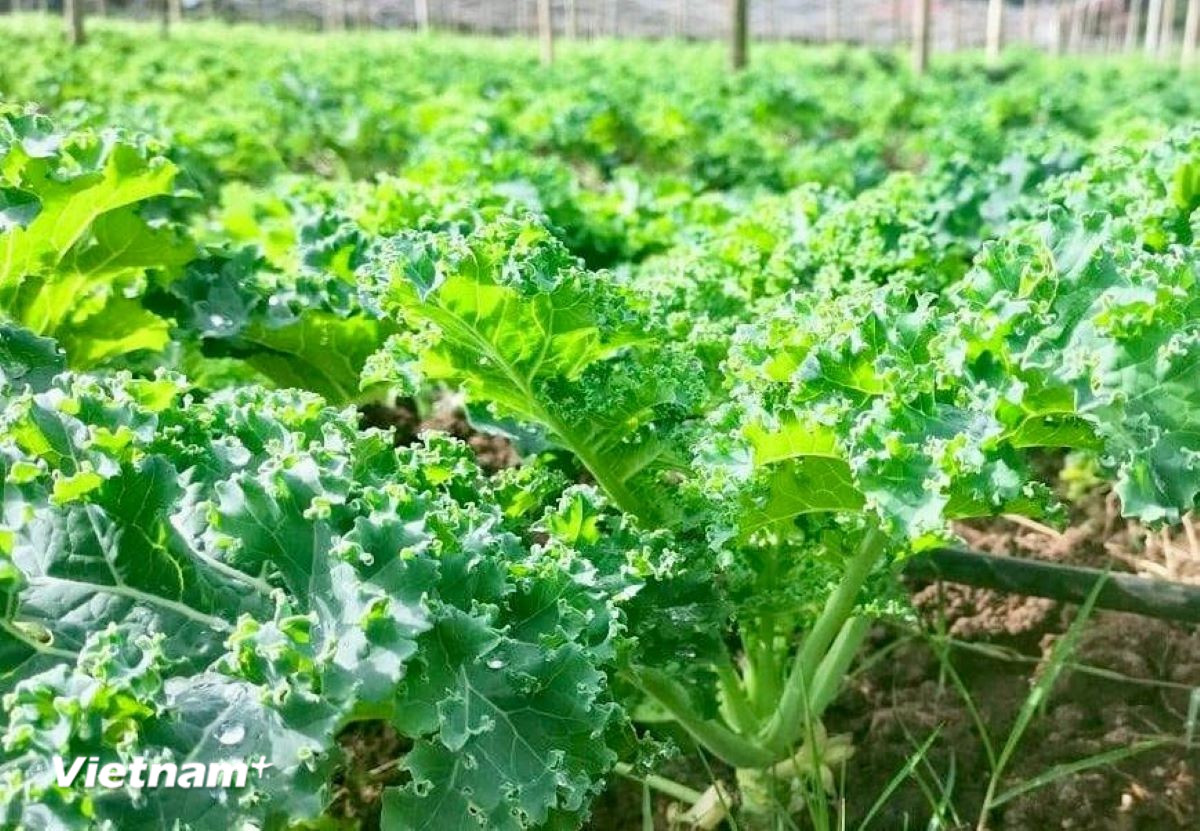 Cải xoăn Cải xoăn