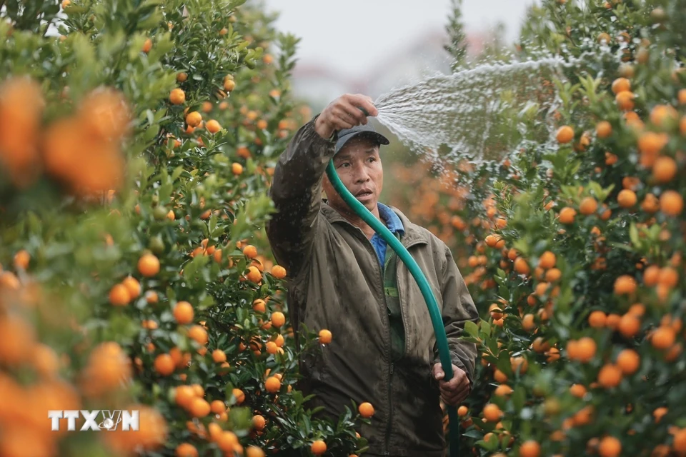 Quất Văn Giang đa dạng về chủng loại. (Ảnh: Minh Quyết/TTXVN)