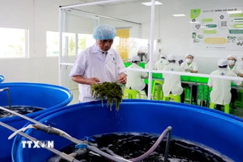 Khâu sơ chế rong nho được công nhân thực hiện cẩn thận trước khi đưa vào chế biến. (Ảnh: Đặng Tuấn/TTXVN)