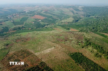 Nhiều diện tích rừng tại lâm phần, được giao cho các Công ty, doanh nghiệp lâm nghiệp tại Đắk Nông quản lý, đã bị xâm hại, lấn chiếm. (Ảnh: Hưng Thịnh/TTXVN)