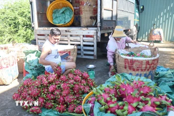 Thương lái ở xã Tân Thuận Bình, tỉnh Đồng Tháp phân loại thanh long đi tiêu thụ. (Ảnh: Công Trí/TTXVN)