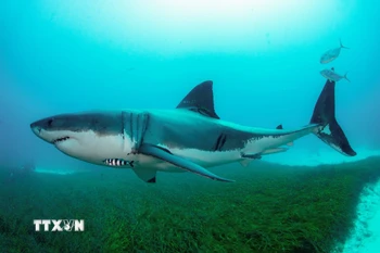 Cá mập trắng. (Ảnh: THX/TTXVN)