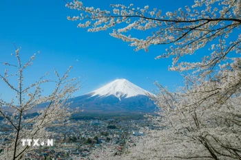 Vẻ đẹp của hoa anh đào và núi Phú Sĩ. (Ảnh: Xuân Giao/TTXVN)