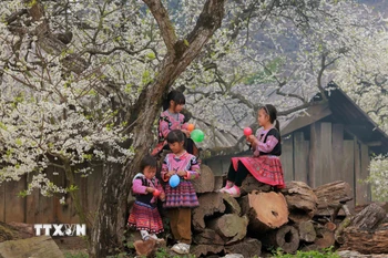Những em nhỏ dân tộc Mông vui chơi dưới những cây mận đang thi nhau đua nở hoa trắng xóa. (Ảnh: Quang Quyết/TTXVN)