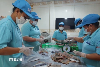 Sơ chế sản phẩm khô các loại tại Công ty TNHH chế biến thủy sản Phát Huy (xã Thạnh Phong, Vĩnh Long). (Ảnh: Chương Đài/TTXVN)