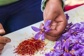 Saffron - "Vàng đỏ" của Trung Đông có nhiều lợi ích cho sức khỏe. (Ảnh: iStock)