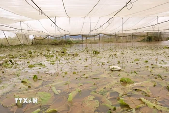 Vườn rau cải xanh của nhà vườn xã Ka Đô (Lâm Đồng) bị ngập trắng do nước lũ trên sông Đa Nhim dâng cao. (Ảnh: Nguyễn Dũng/TTXVN)