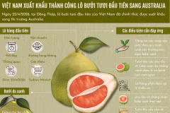 Việt Nam xuất khẩu thành công lô bưởi tươi đầu tiên sang Australia