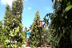Nông dân Gia Lai thu hoạch hồ tiêu. (Ảnh: Hồng Điệp/TTXVN)
