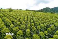 Diện tích trồng hồ tiêu của Hợp tác xã Nông nghiệp và Dịch vụ Nam Yang (xã Kon Gang, tỉnh Gia Lai) với 30ha đạt chứng nhận hữu cơ USDA (Mỹ). (Ảnh: Hồng Điệp/TTXVN)