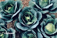 Theo Viện Dinh dưỡng Quốc gia, mức tiêu thụ rau xanh trong bữa ăn của người Việt Nam có xu hướng giảm. (Nguồn: Vietnam+)
