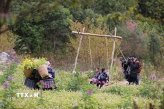 Những ngày đầu năm mới, vùng cao Mù Cang Chải hút khách đến tham quan vẻ đẹp cảnh núi non hùng vĩ cùng các loài hoa đăjc trưng của đồng bào Mông. (Ảnh: Tuấn Anh/TTXVN)