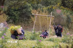 Những ngày đầu năm mới, vùng cao Mù Cang Chải hút khách đến tham quan vẻ đẹp cảnh núi non hùng vĩ cùng các loài hoa đăjc trưng của đồng bào Mông. (Ảnh: Tuấn Anh/TTXVN)