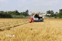 Nông dân thu hoạch lúa Đông Xuân tại tỉnh Vĩnh Long. (Ảnh: Phạm Minh Tuấn/TTXVN)