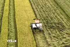 Máy gặt đập liên hợp thu hoạch trên cánh đồng lúa chín vàng tại thành phố Long xuyên, tỉnh An Giang. (Ảnh: Thanh Sang/TTXVN)