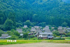 Nhắc đến Kyoto, ai cũng nghĩ đến chùa Vàng Kinkaku-ji lộng lẫy, chùa Thanh Thủy Kiyomizu-dera cổ kính hay những con phố cổ ở Gion. Thế nhưng, cách trung tâm cố đô Nhật Bản khoảng 1,5 tiếng di chuyển, có một Kyoto rất khác - yên bình, mộc mạc và gần như không bị cuốn theo nhịp sống hiện đại. Đó là Kayabuki no Sato, ngôi làng cổ nằm giữa thung lũng Miyama, nơi vẫn còn gần 40 ngôi nhà mái tranh truyền thống được người dân gìn giữ và sinh sống qua nhiều thế hệ. (Ảnh: Xuân Giao/TTXVN)