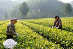 Xã viên Hợp tác xã nông sản an toàn Liên Minh, xã Tràng Xá (Thái Nguyên) thu hái chè. (Ảnh: Hoàng Nguyên/TTXVN)