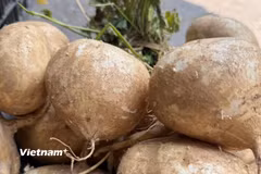 Củ đậu có vị ngọt nhẹ, có thể ăn sống trực tiếp hoặc chế biến thành nhiều món ăn khác nhau như món xào, nấu canh, món hầm, nộm hoặc súp... (Nguồn: Vietnam+)