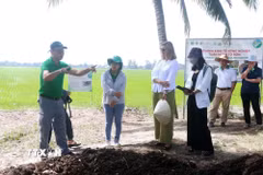 Ngày 20/12/2024, Đại diện Viện Nghiên cứu lúa gạo quốc tế (IRRI) giới thiệu cho Đoàn Đại sứ quán Canada tại Việt Nam về quy trình sản xuất phân hữu cơ từ rơm rạ. (Ảnh: Thu Hiền/TTXVN)