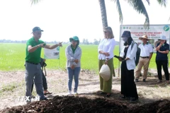 Ngày 20/12/2024, Đại diện Viện Nghiên cứu lúa gạo quốc tế (IRRI) giới thiệu cho Đoàn Đại sứ quán Canada tại Việt Nam về quy trình sản xuất phân hữu cơ từ rơm rạ. (Ảnh: Thu Hiền/TTXVN)