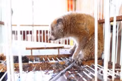 Culi được ông Hồ Văn Thơm phát hiện trong lúc đang đi làm đồng. (Nguồn: Báo và Phát thanh, Truyền hình Nghệ An)