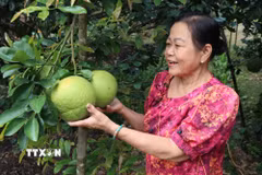 Vườn bưởi 2.000m2 của gia đình bà Đoàn Thị Su. (Ảnh: Phúc Sơn/TTXVN)