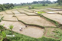 Nông dân trồng lúa trên cánh đồng tại Bogor, Tây Java, Indonesia. (Ảnh: THX/TTXVN)
