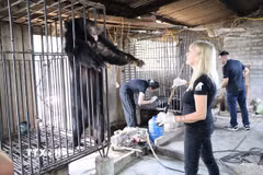 Hai cá thể được cứu hộ đều là gấu ngựa cái (Ursus thibetanus), trên 20 năm tuổi, mỗi cá thể nặng khoảng 90kg và đã được gắn chip quản lý từ năm 2005. (Ảnh: TTXVN phát)