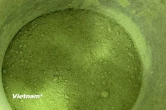 Mặc dù cây matcha thuộc cùng họ với trà xanh, trà đen và ô long (cây Camellia sinensis), cách chế biến và hương vị của matcha lại rất riêng biệt. (Nguồn: Vietnam+)