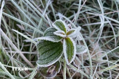 Băng giá, sương muối bám vào cành cây, ngọn cỏ tại Y Tý, Lào Cai. (Nguồn: TTXVN phát)