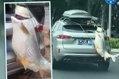 Con cá gần 40kg được treo ở đuôi xe và diễu hành khắp thành phố. (Nguồn: SCMP)