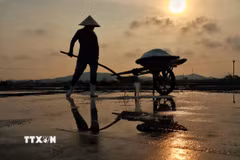 Trải qua bao thăng trầm, làng muối Tân Mai (thị xã Hoàng Mai, tỉnh Nghệ An) vẫn bền bỉ tồn tại như một “ký ức mặn” của vùng biển Bắc Trung Bộ. (Ảnh: Phương Anh/TTXVN phát)