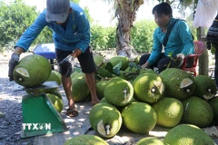 Thương lái thu mua mít tại Đồng Tháp. (Ảnh: Nguyễn Văn Trí/TTXVN)