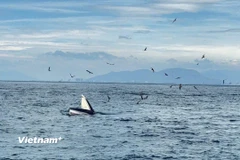 Cá Voi trên Vịnh Nha Trang. (Ảnh: Thùy Giang/Vietnam+)